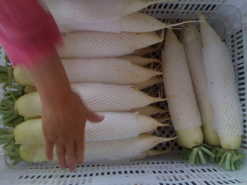 
chinese fresh radish turnip 