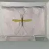 Mosquito Octenol Biting Insect Attractant
