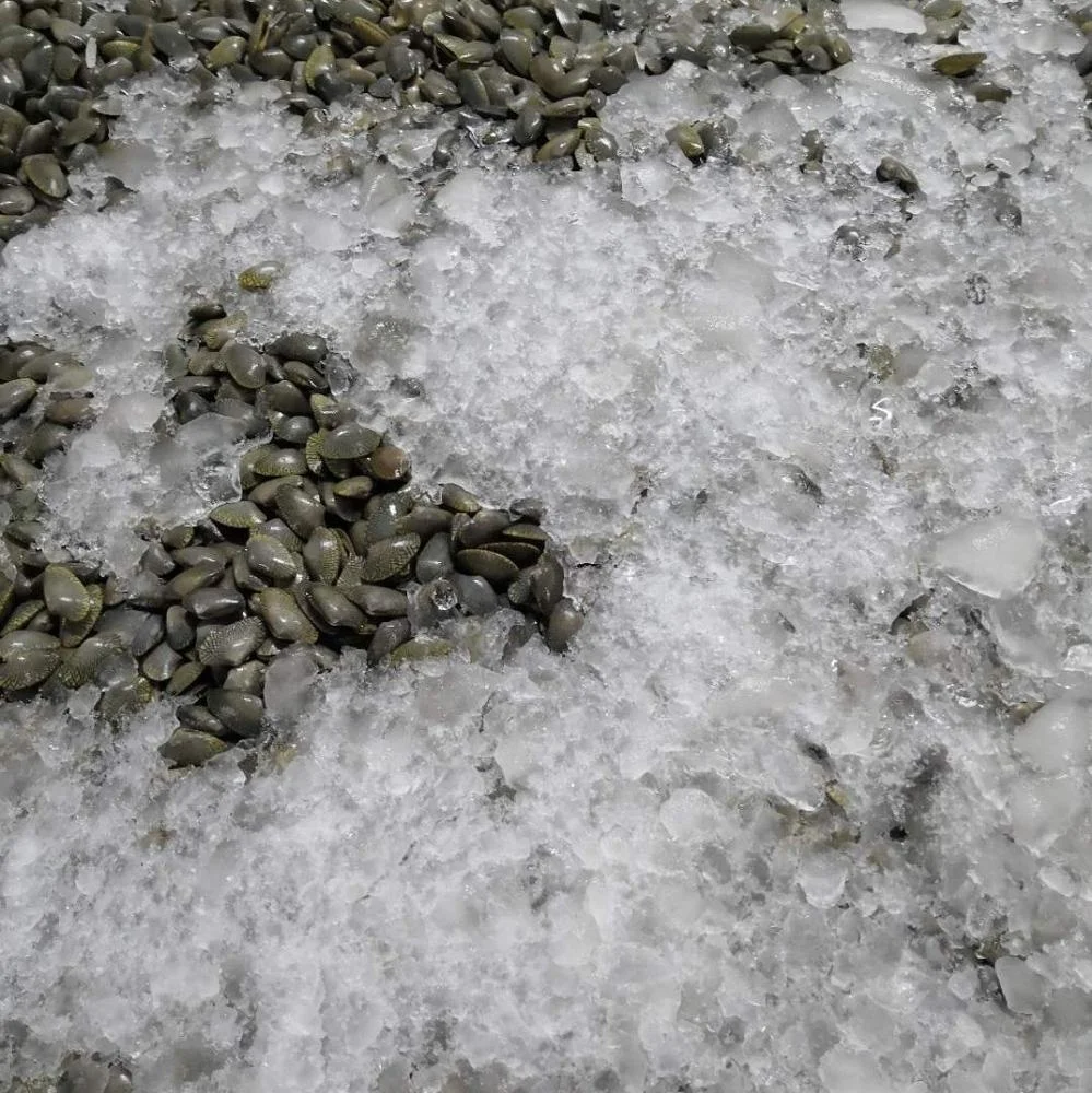 
Frozen Baby Clam /Oil Clam 