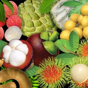Lychee Longan Sweet Tamarind Rambutan Mangosteen Buy Fruit