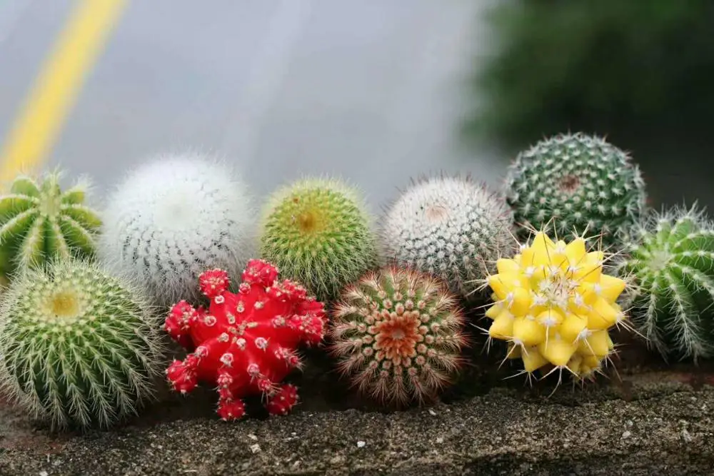 
Fujian mini cactus succulent plants decoration 