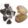 High quality wholesale 6-8mm pearl oyster shell