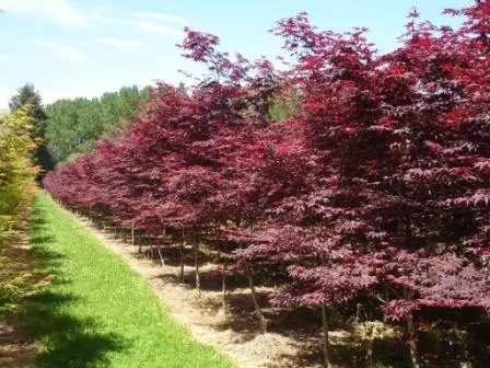 japanese maple