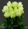 Professional export high quality fresh cut flower/rose fresh roses and cut flowers avalache for home decoration flower growers e
