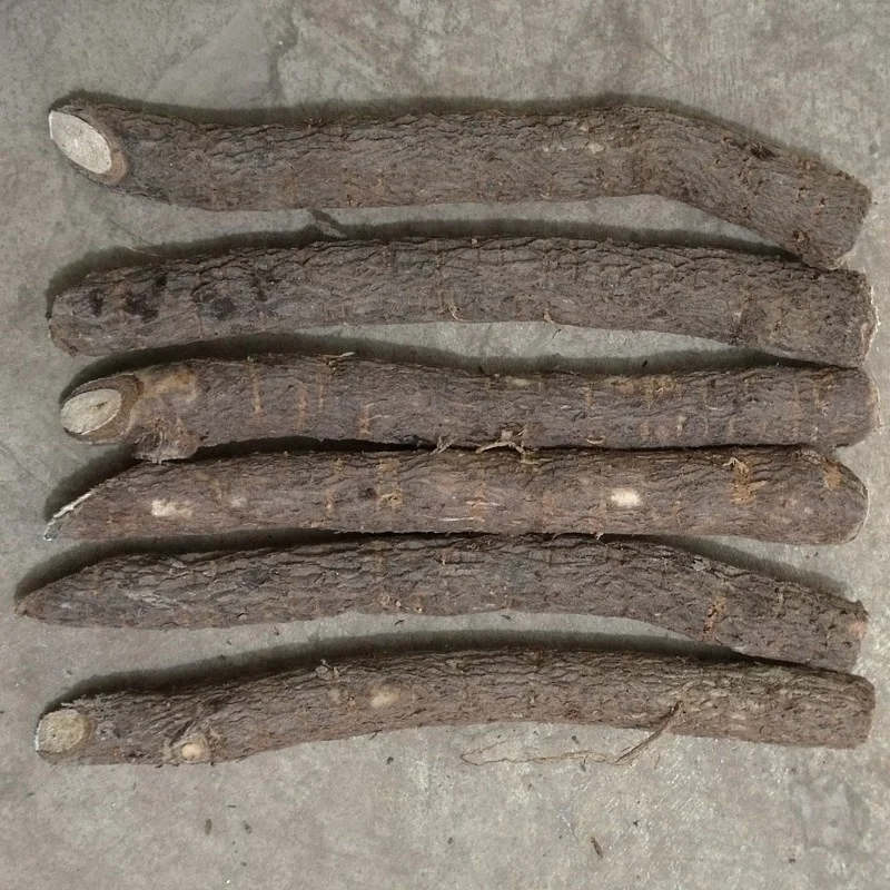 
China hybrid paotong fortunei and tomentosa hybrid royal empress tree paulownia seedling root seeds for planting 