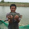 chinese frozen tilapia fish tilapia whole round 800g+