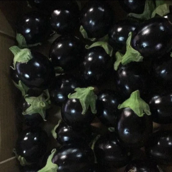 
wholesale fresh black eggplant from Egypt 