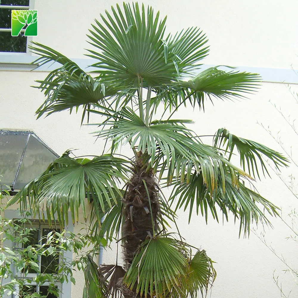 
Wholesale street ornamental evergreen palm tree plant nursery Trachycarpus martianus 