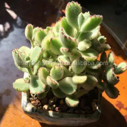 Cotyledon tomentosa 4.jpg