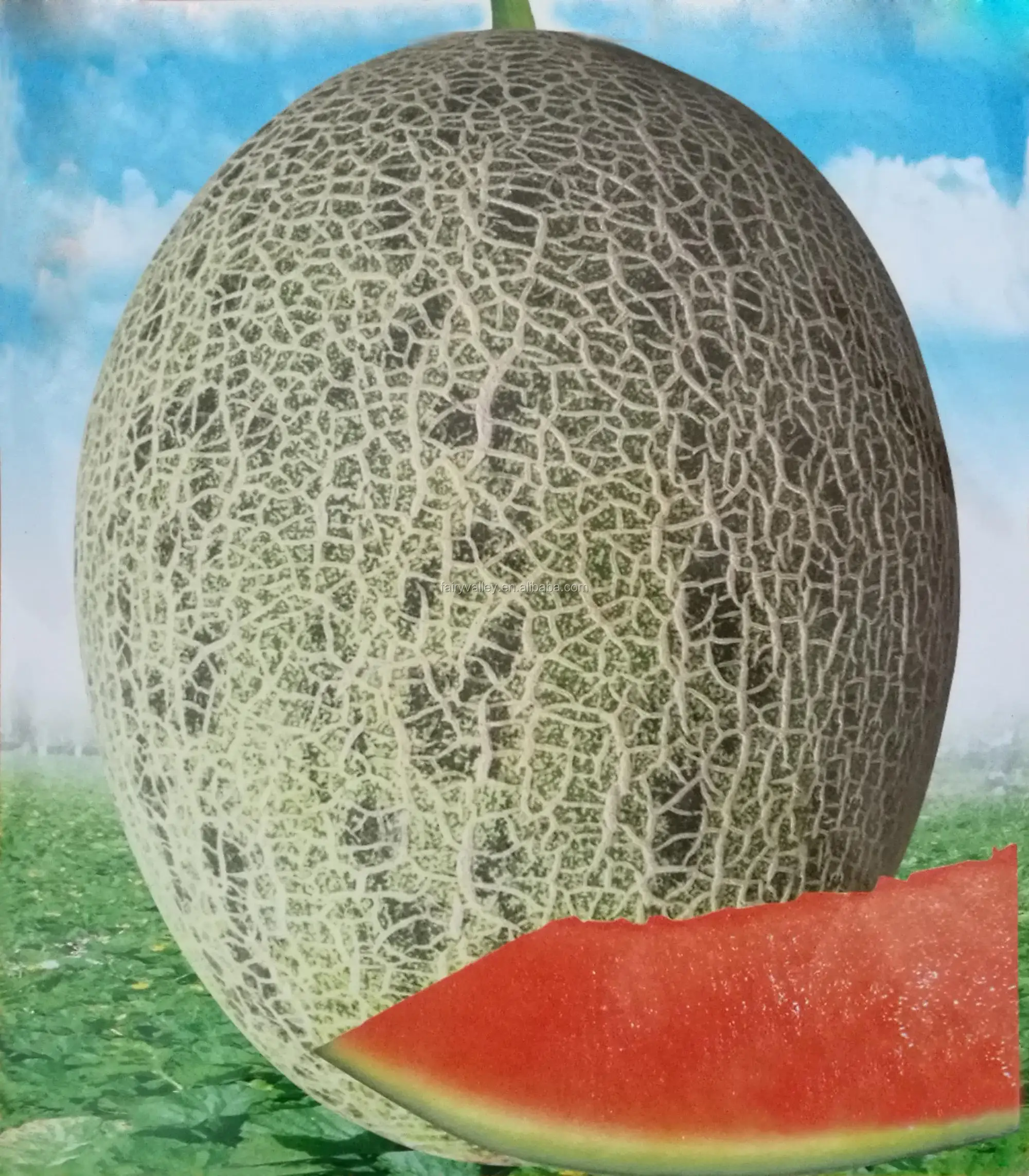 Hybrid F1 Musk Melon Seeds Hami Melon Seeds For Growingcolourful Honey