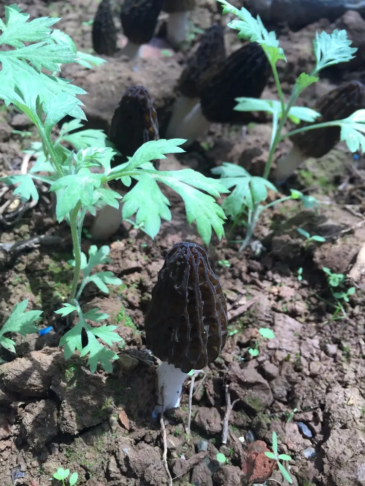 
Detan Wild Morehella/Names of Mushrooms 