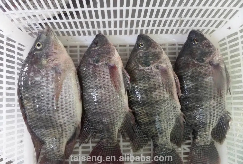 Whole Round Fresh Exotic Seafoods Of Frozen Tilapia From Chinese