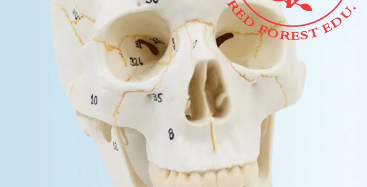 2 anatomical skull model.jpg
