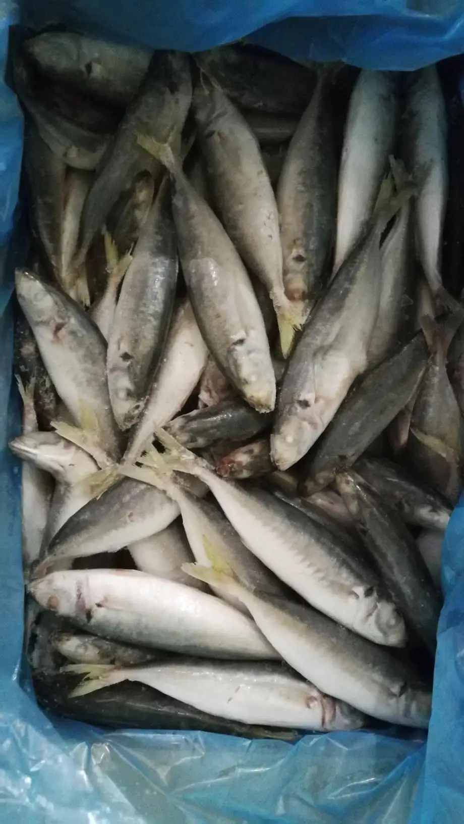 small eye scad (6).jpg