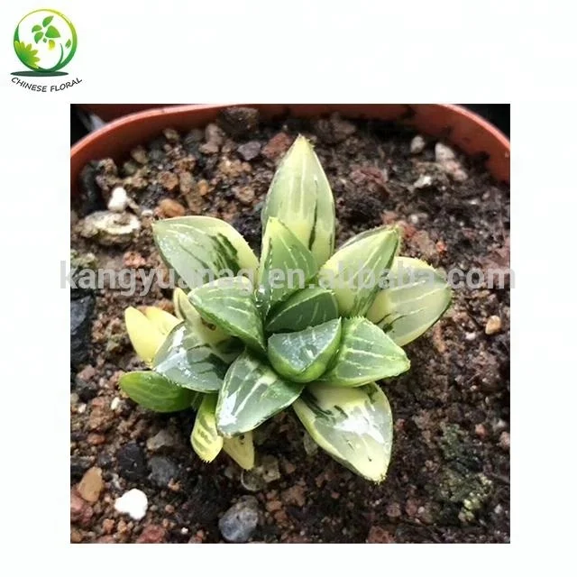 
Variegated Haworthia heidelbergensis 