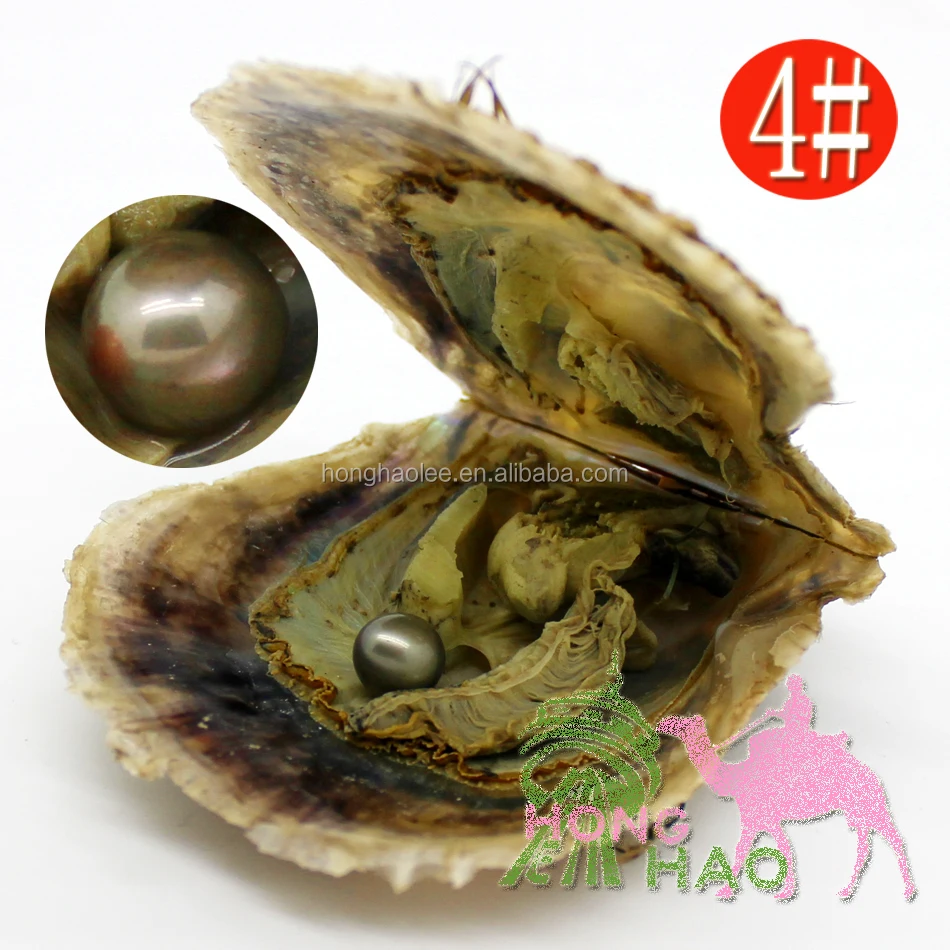 

Wholesale AAAAA Vacuum Packaging Pearl Oyster, 7-8mm#4 Grey Round Pearl in Akoya Salt Oyster (Free Shipping 2-5 Days, N/a