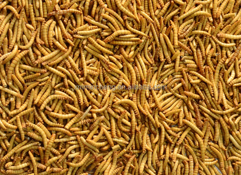 FD Mealworm.jpg