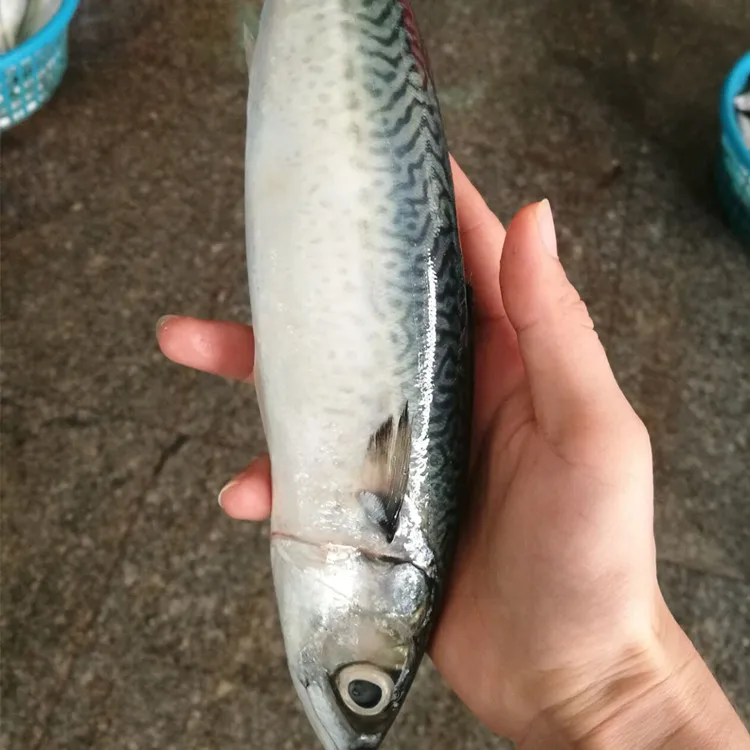 
Frozen horse mackerel prices 