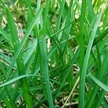 
Top quality Lawn seed wholesale Kentucky bluegrass seeds for Football field lawn 