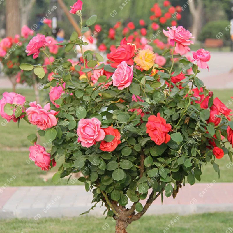 Online Buy Wholesale giant rose from China giant rose