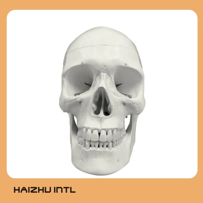 anatomical skull model 