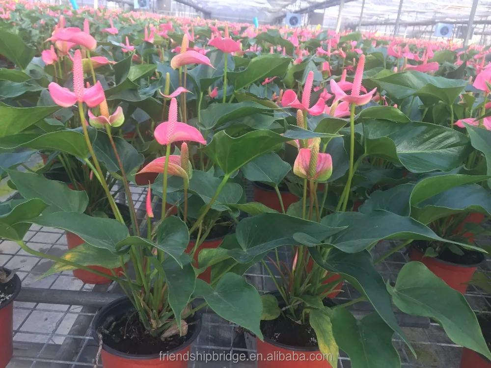 
Unique Pink Anthurium Andraeanum Plants, Tailflower 