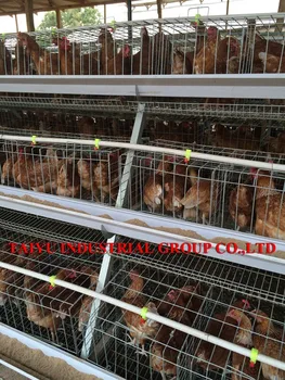 Chicken Farm Layer Cages For Sale In Zimbabwe Buy Chicken Layer Cage In Chinachicken Cagepoultry Cage Product On Alibabacom