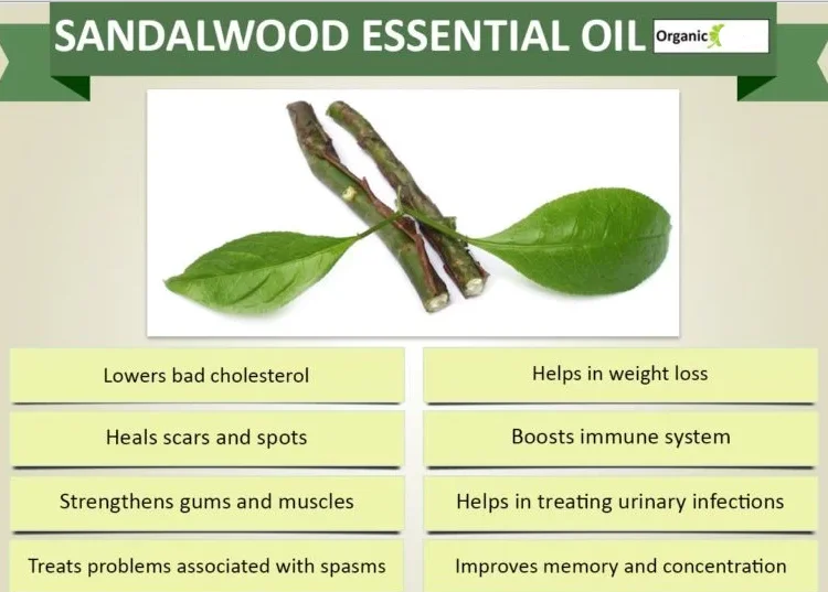 Sandalwood Natural Pure Aromatherapy Essential Oil Free 1sample With