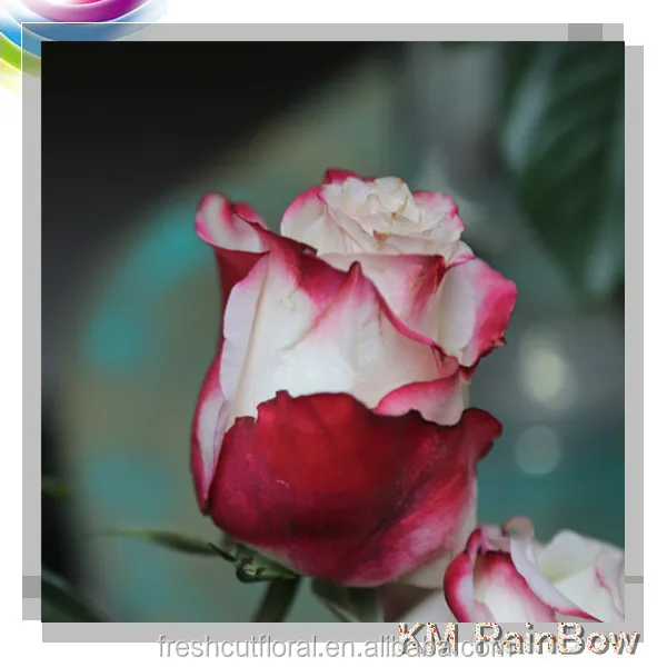 high quality wholesale fresh cut wedding winter rose flower