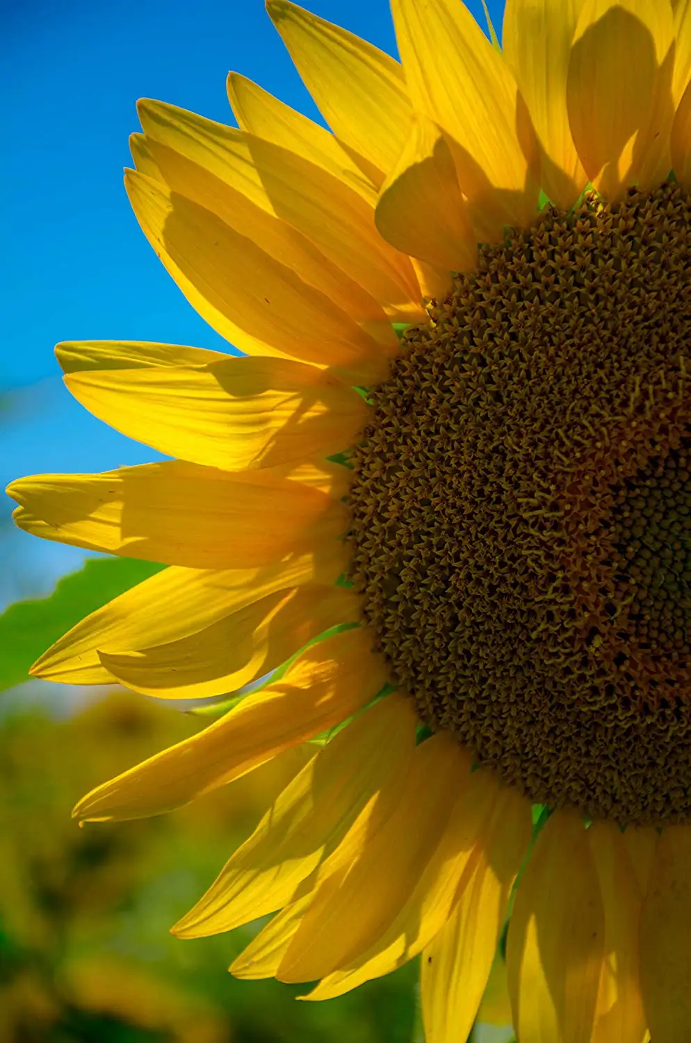 Cheap Sunflower Close Up, find Sunflower Close Up deals on line at