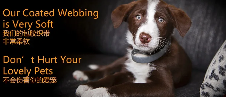 OEM Pet Accessories 2019 Dog Leash Nylon Rope Dog Leash