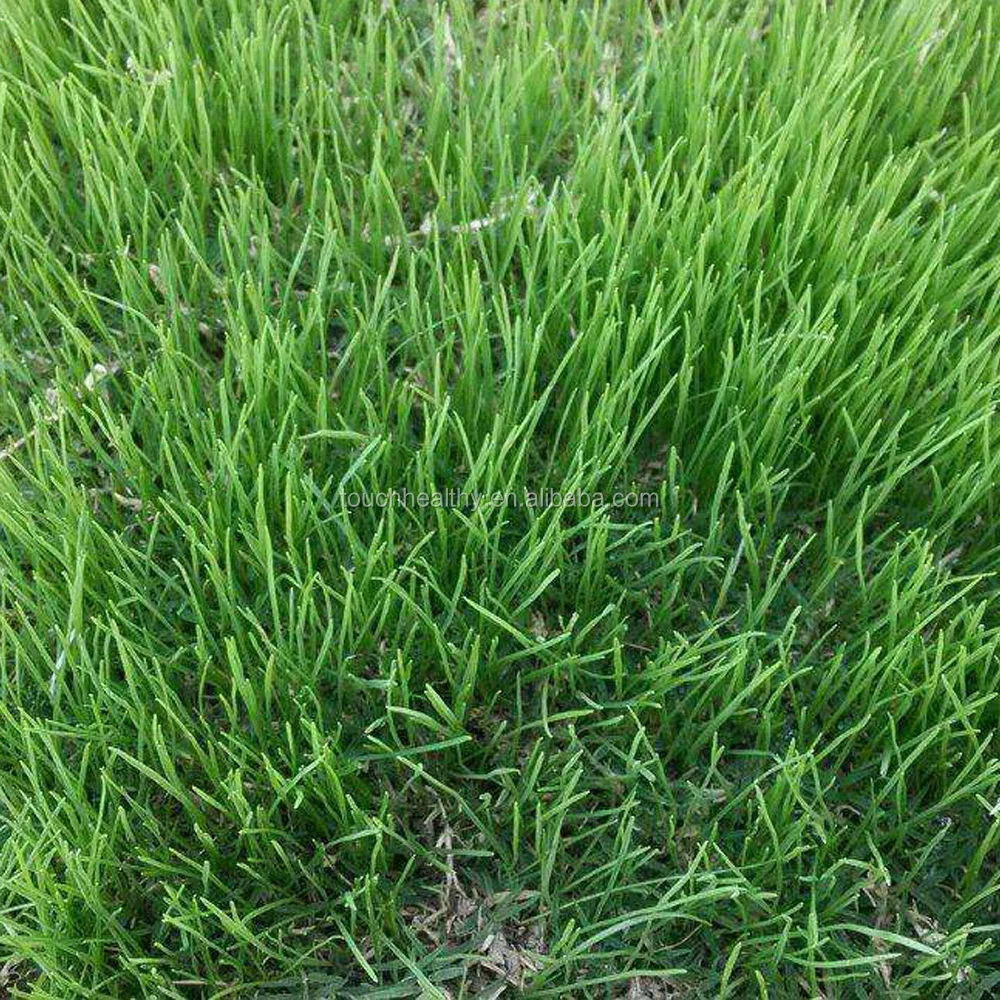 
ryegrass seeds forage seeds grass seeds booting mowing, accounting for 50% of total renewable 