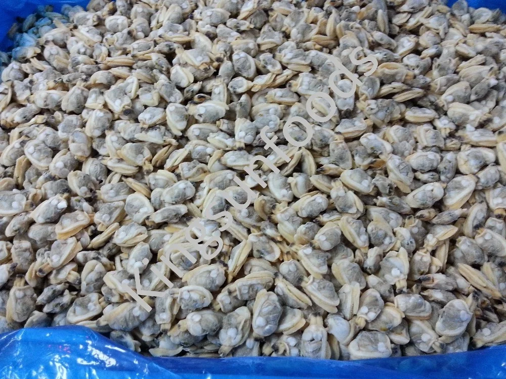Wholesale New Processing Frozen Clam Meat Buy Short Neck Clam Meat