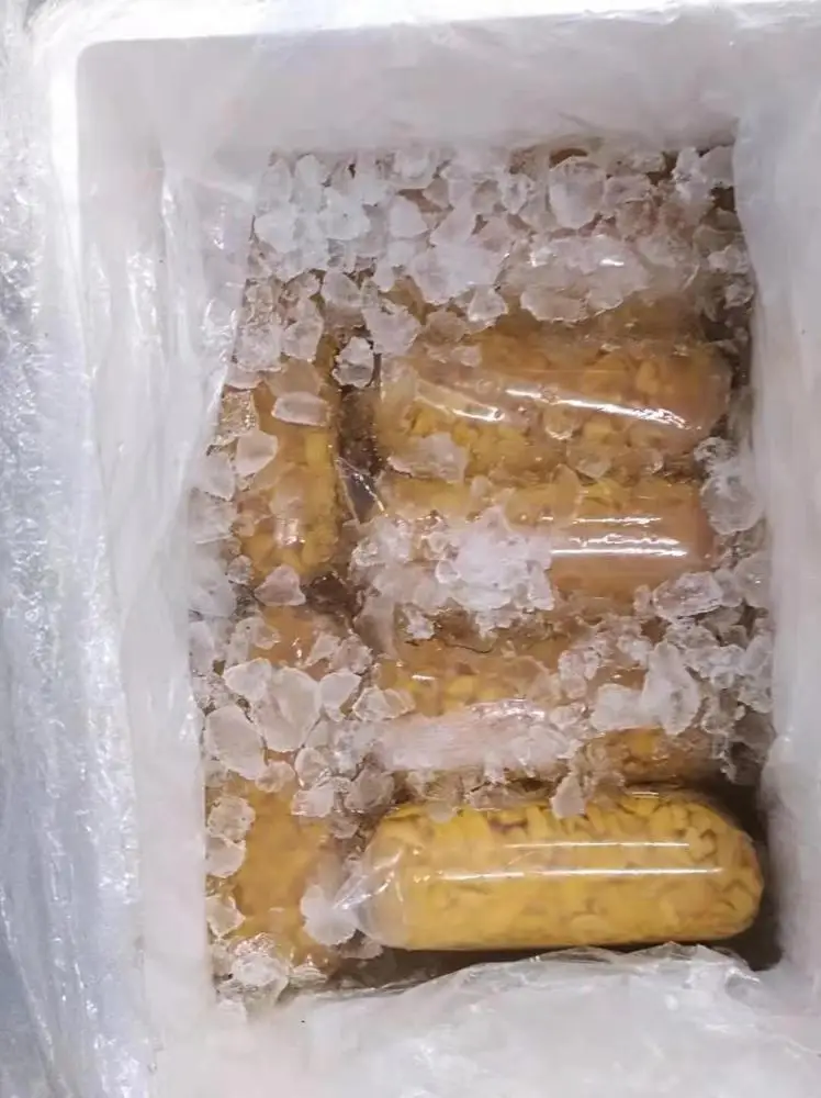 
Sea urchin export transport fast 