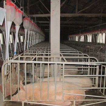 High Quality Full Automatic Pig Feeder Pig Feeding System For