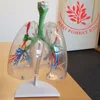 Small size transparent lung segment anatomical model