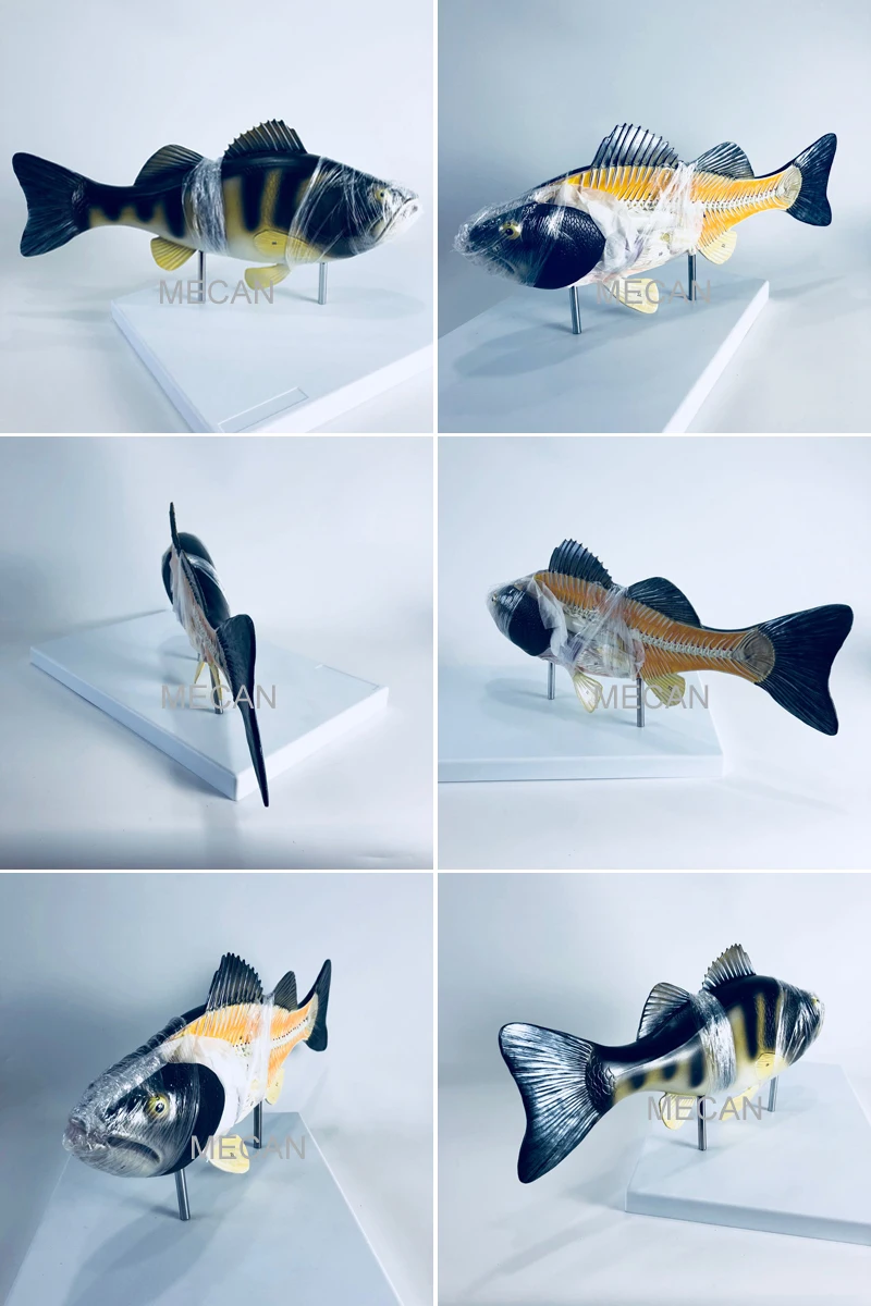 魚解剖モデル 魚教育モデル 魚解剖モデル Buy 等身大動物モデル 魚教育モデル 魚解剖モデル Product On Alibaba Com