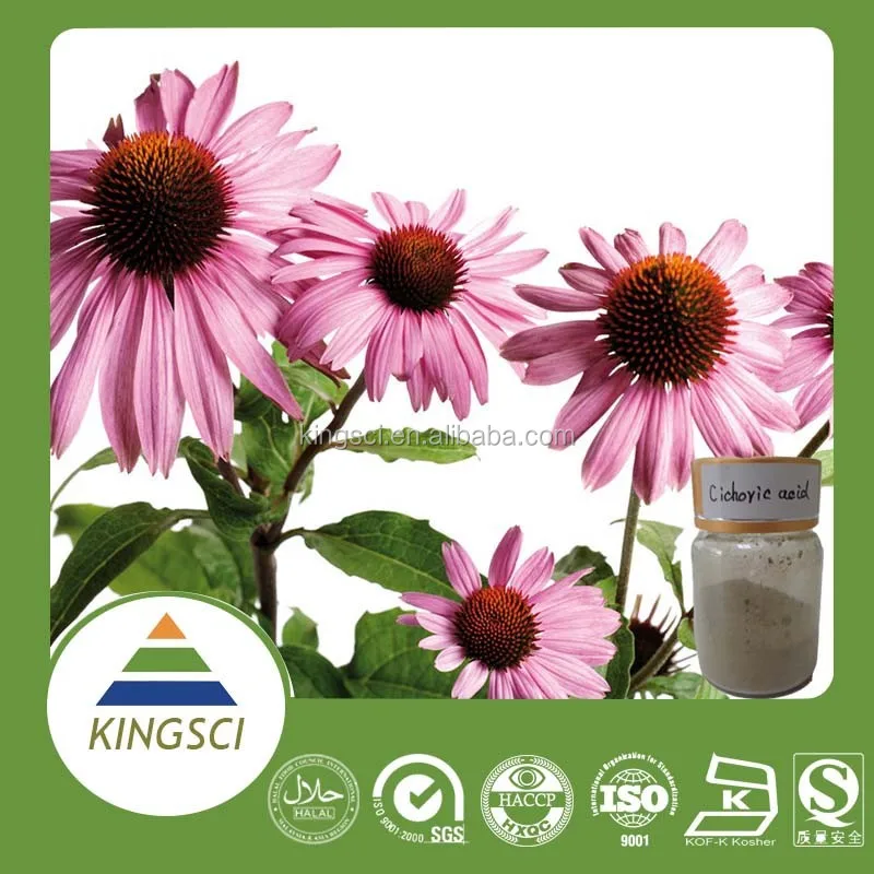 
Echinacea plant extract organic echinacea extract echinacea herb p.e. 2%~7%HPLC/UV 