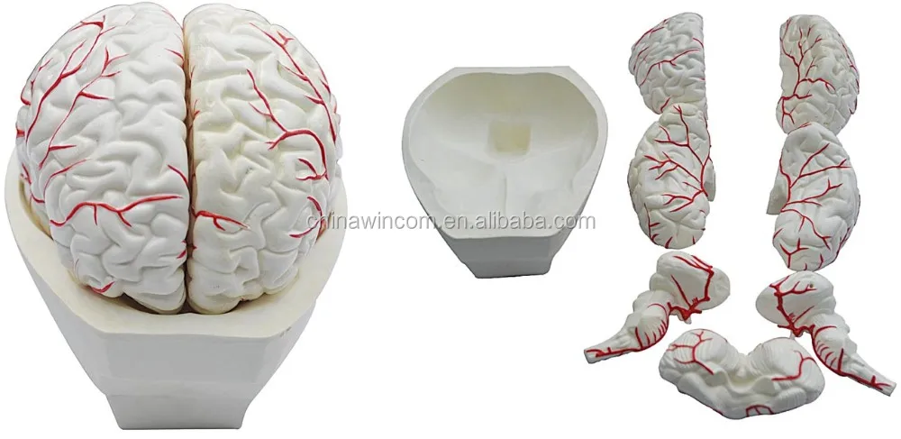 Laboratory school brain artery for student