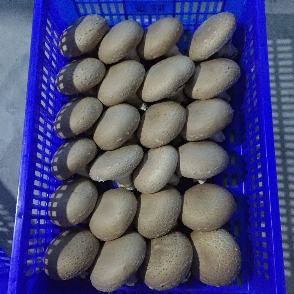 
Fresh Mushroomb Detan Portobello Mushroom 