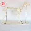 Veterinary medicine Biology Teaching Animal Dog Canine Skeleton Model
