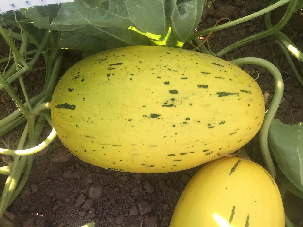 Hybrid F1 Yellow Hami Melon Seeds For Sale - Buy Honey Spring Melon ...