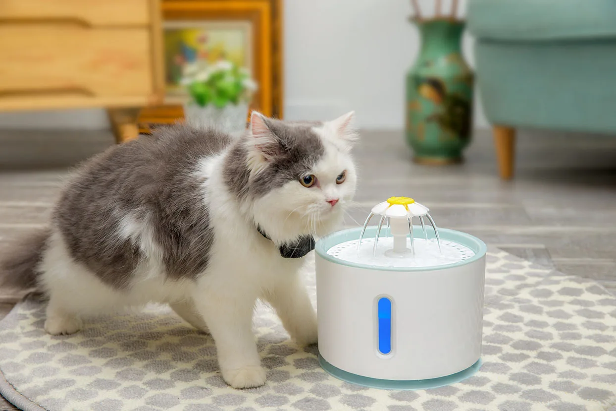 battery operated cat water fountain australia