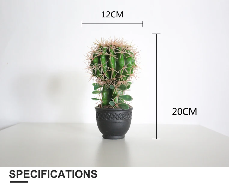 Small Areg Plant 20cm Indoor Flowering Cactus Names Of 20cm Indoor Flowering Cactus Names
