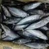 Fresh seafood bonito tuna wholesale products black skipjack fish for canned