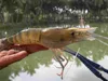 Microbial and Probiotic Water Treatment product for Muck and Odour Reduction in Ponds