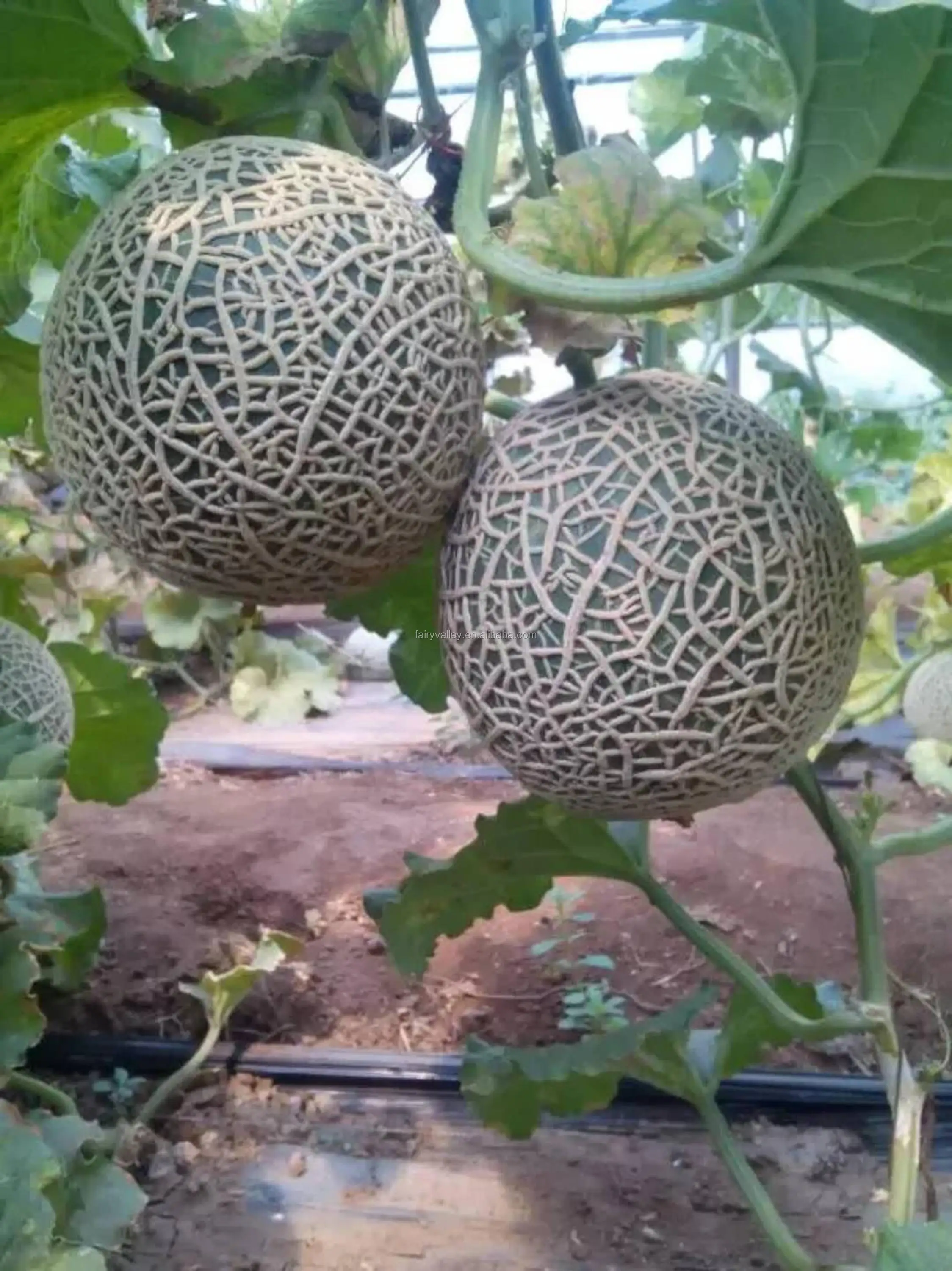 Hybrid F1 Green Flesh Round Musk Melon Seeds For Salehoney Nest Buy