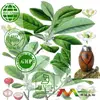Yerba Mate Extract 10-1,20-1,25% polyphenol