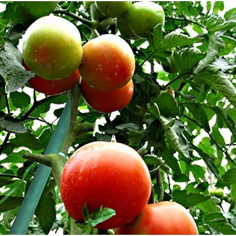 fiberglass garden stakes tomato stakes plant stakes