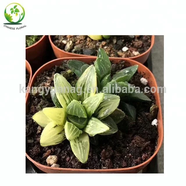 
Variegated Haworthia heidelbergensis 